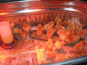 Chicks